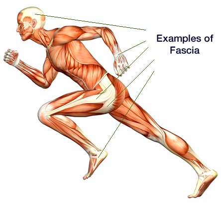 Examples of Fascia