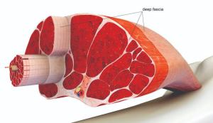 Fascia
